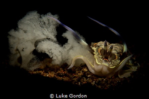 Catching a nudi laying eggs with the snoot by Luke Gordon 